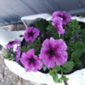 Meet your Posher, Anna